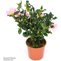 Camellia sasanqua Cleopatra
