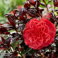 Camellia japonica Femme Fatale