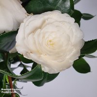 Camellia japonica Matterhorn