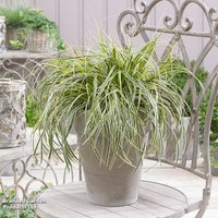 Carex Feather Falls