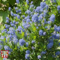 Ceanothus Skylark