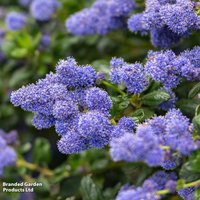 Ceanothus griseus var. horizontalis Yankee Point