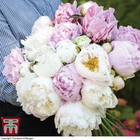 Peony Scented Bouquet Mix