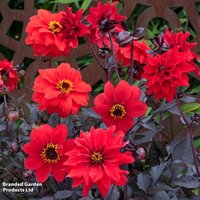 Dahlia Black Forest Ruby - Seeds