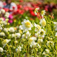 Dahlia 'Platinum Blonde'