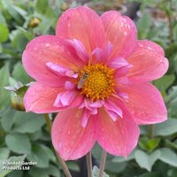 Dahlia Strawberry Bon Bon