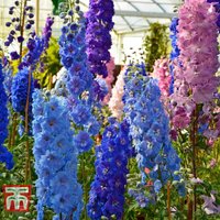 Delphinium Pacific Giants Mixed