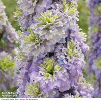 Delphinium elatum Highlander Crystal Delight