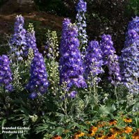 Delphinium Delgenius Glitzy