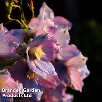 Delphinium ’Guinevere’