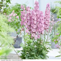 Delphinium elatum Highlander Flamenco