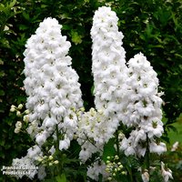 Delphinium Magic Fountains Pure White