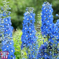 Delphinium Summer Skies (Pacific Hybrid)