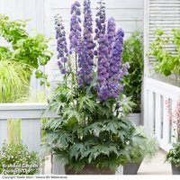 Delphinium elatum Highlander Sweet Sensation