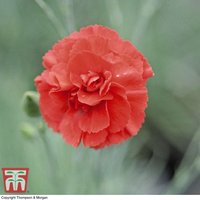 Dianthus ’Diane’