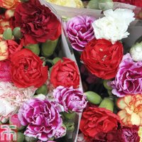 Dianthus Dwarf Vienna Mixed