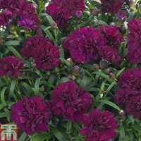 Dianthus Sunflor Beetle