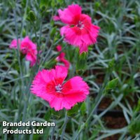 Dianthus Cosmopolitan