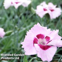 Dianthus Cherry Daiquiri