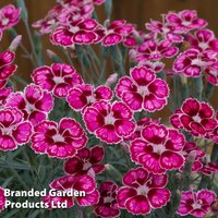 Dianthus Flutterby