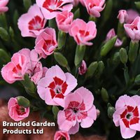Dianthus Peach Party