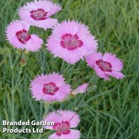 Dianthus Shirley Temple