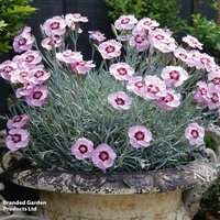 Dianthus Scent from Heaven Angel Of Peace