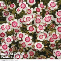 Dianthus deltoides Arctic Fire