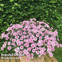 Dianthus Baby Doris