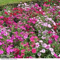 Dianthus deltoides Brilliancy - Seeds