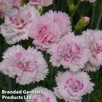 Dianthus Candy Floss