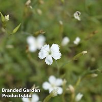 Dianthus deltoides Albus