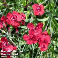 Dianthus deltoides Flashing Light