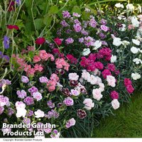 Dianthus Scented Pleasures Collection