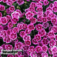 Dianthus Pink Kisses