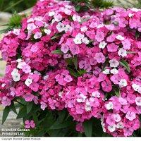 Dianthus Dart Pink Magician