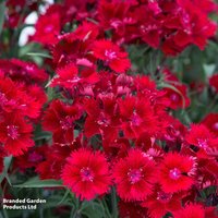Dianthus barbatus Rockin Red