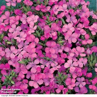 Dianthus Russian Skies