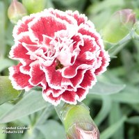 Dianthus plumarius Sugar Raspberry