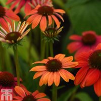 Echinacea Cheyenne Spirit