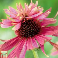 Echinacea purpurea Double Decker