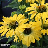 Echinacea purpurea Papallo Classic Lemon