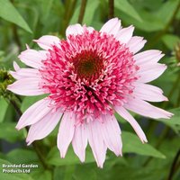 Echinacea purpurea Papallo Semi Double Pink