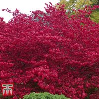 Euonymus alatus Compactus