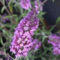 Buddleja davidii Sophie