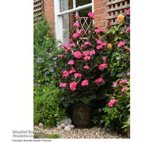 Garden Gear - Black & Gold Tower Pot™