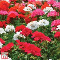 Geranium Border Supreme F2 Hybrid - Seeds
