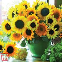 Sunflower Van Gogh - Seeds
