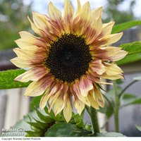 Sunflower Cherry Rose - Seeds