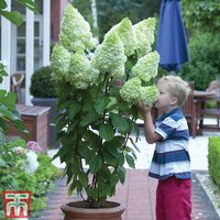 Hydrangea paniculata Magical Moonlight